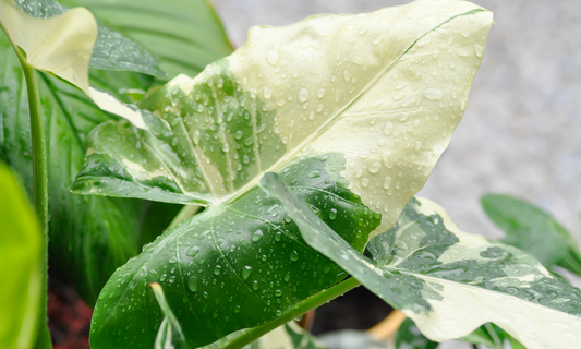 Faut-il couper les inflorescences des alocasias ?