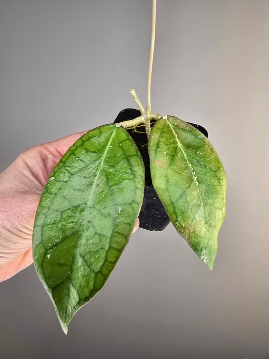 philodendron radiatum variegata