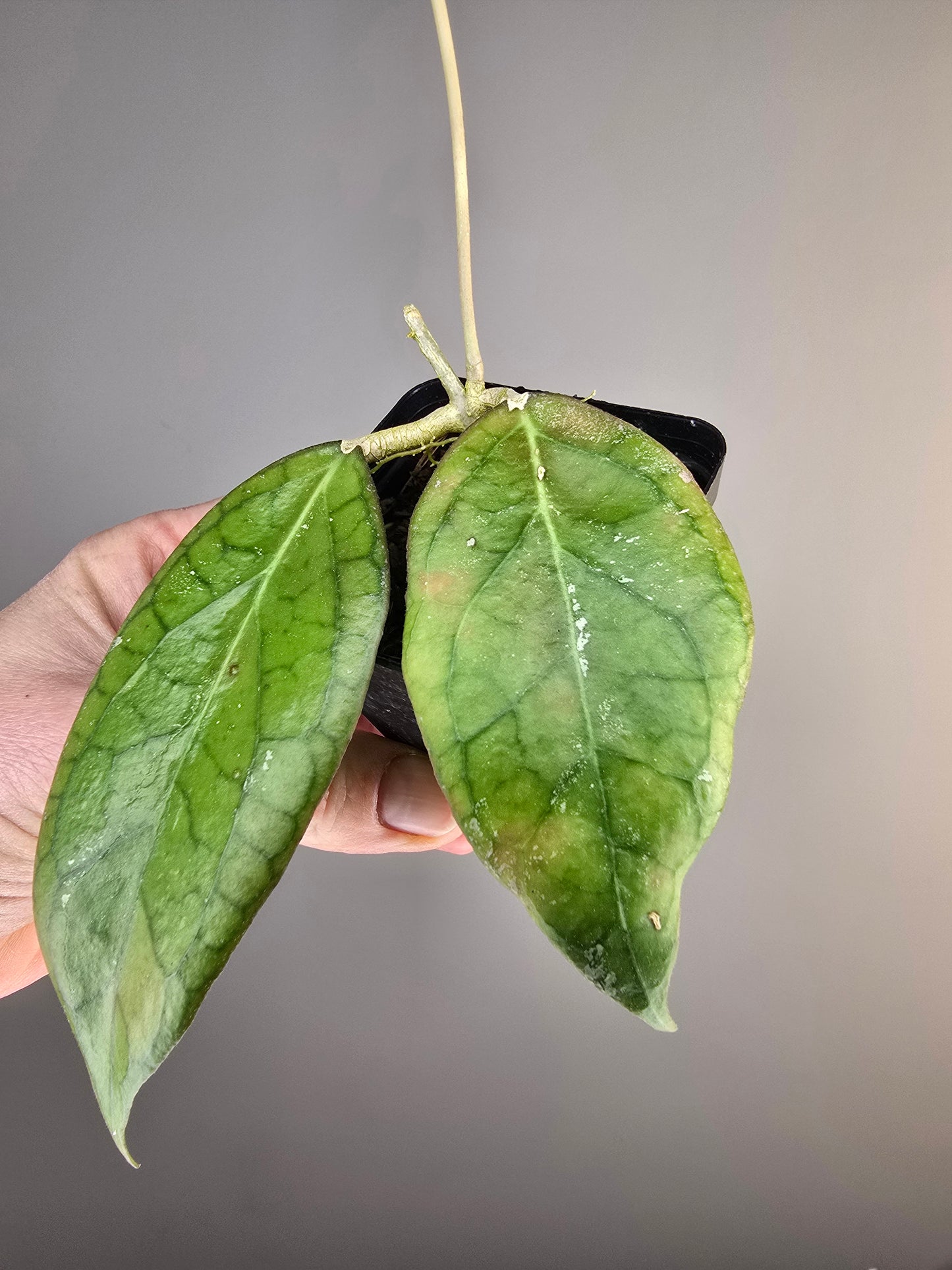 philodendron radiatum variegata