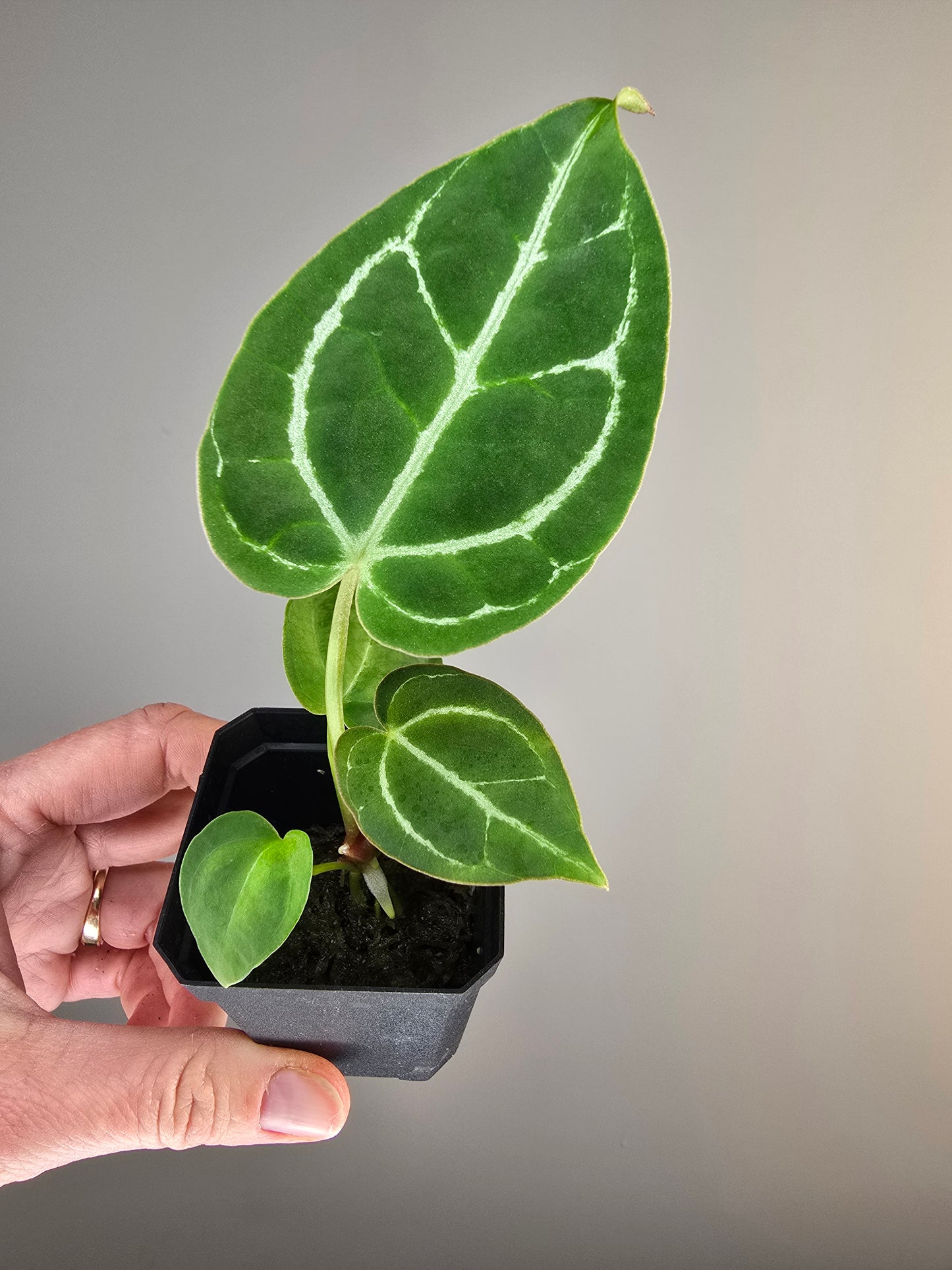 Anthurium magnificum x X crystallinum (seedling)