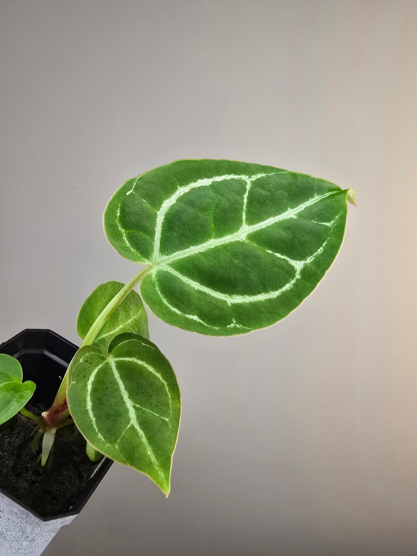 Anthurium magnificum x X crystallinum (seedling)