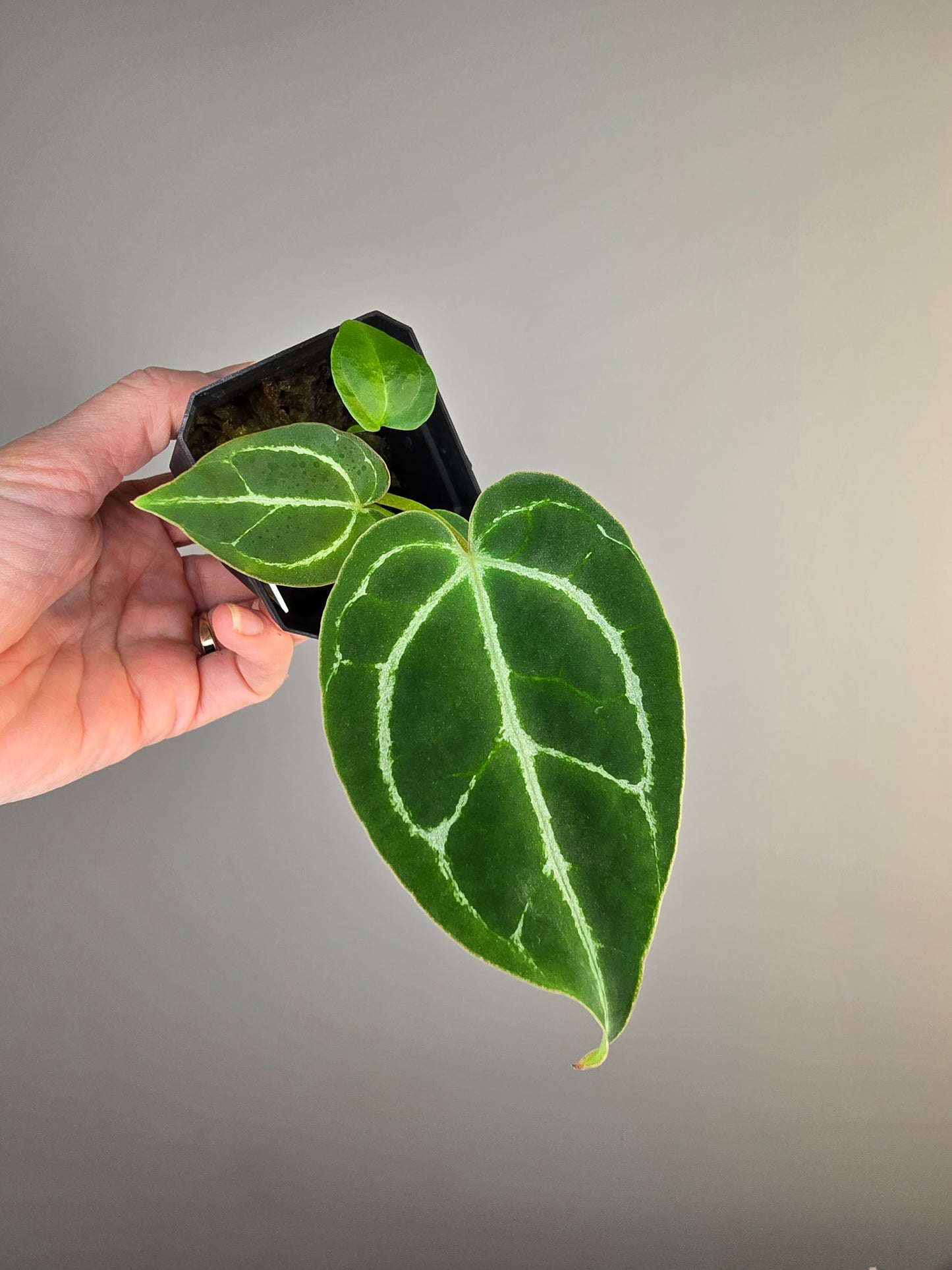 Anthurium magnificum x X crystallinum (seedling)