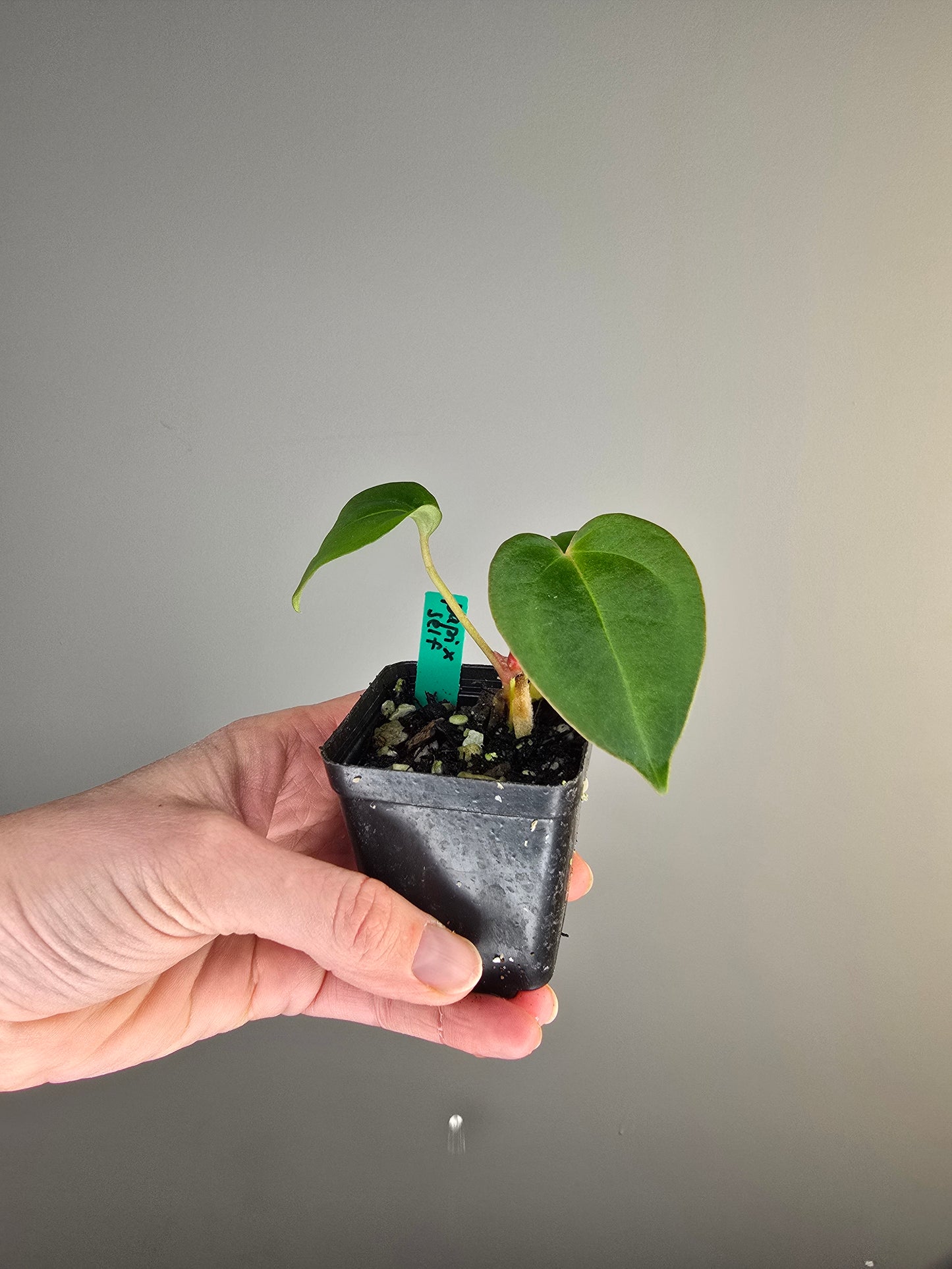 Anthurium papillilaminum