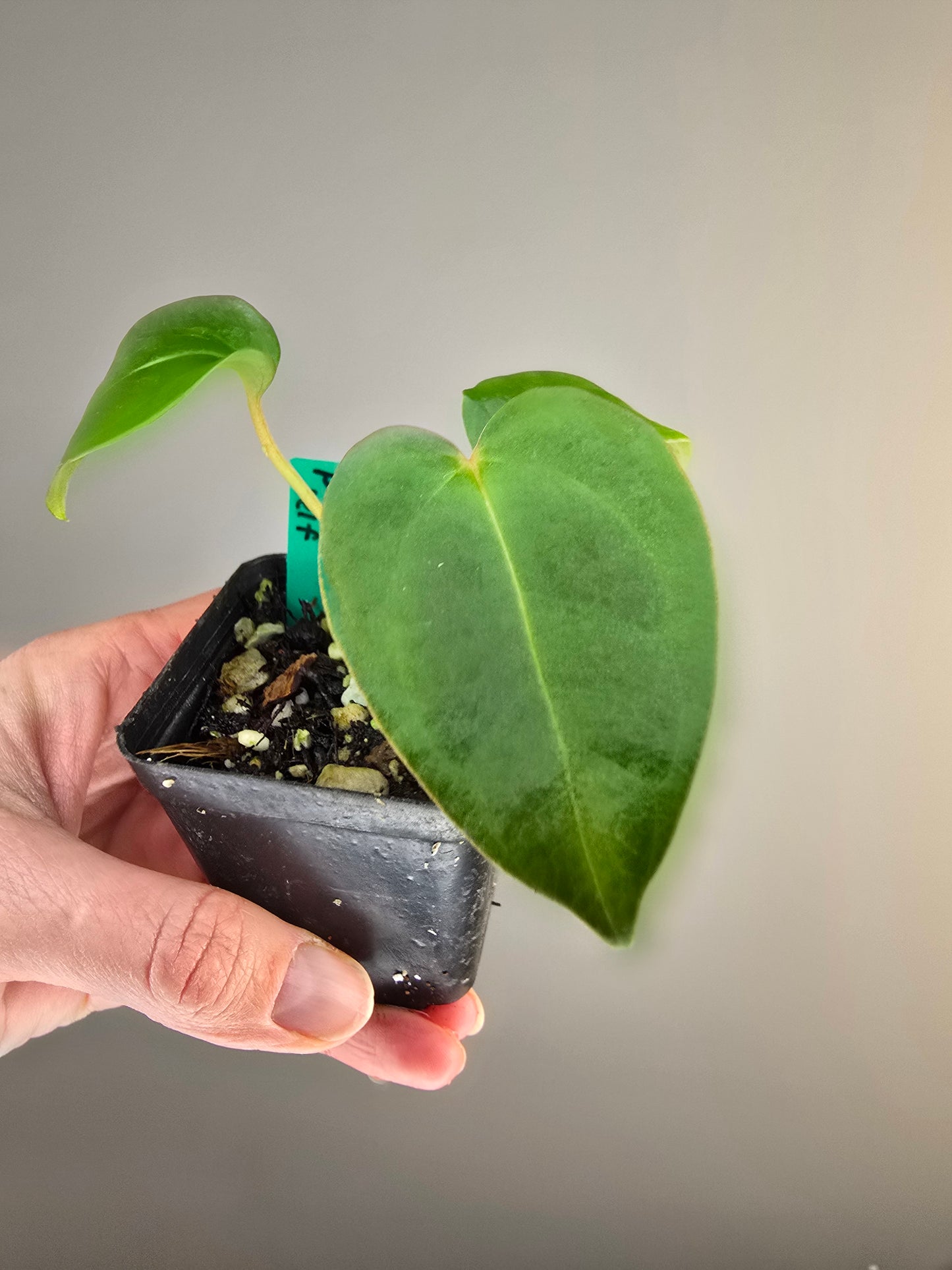 Anthurium papillilaminum