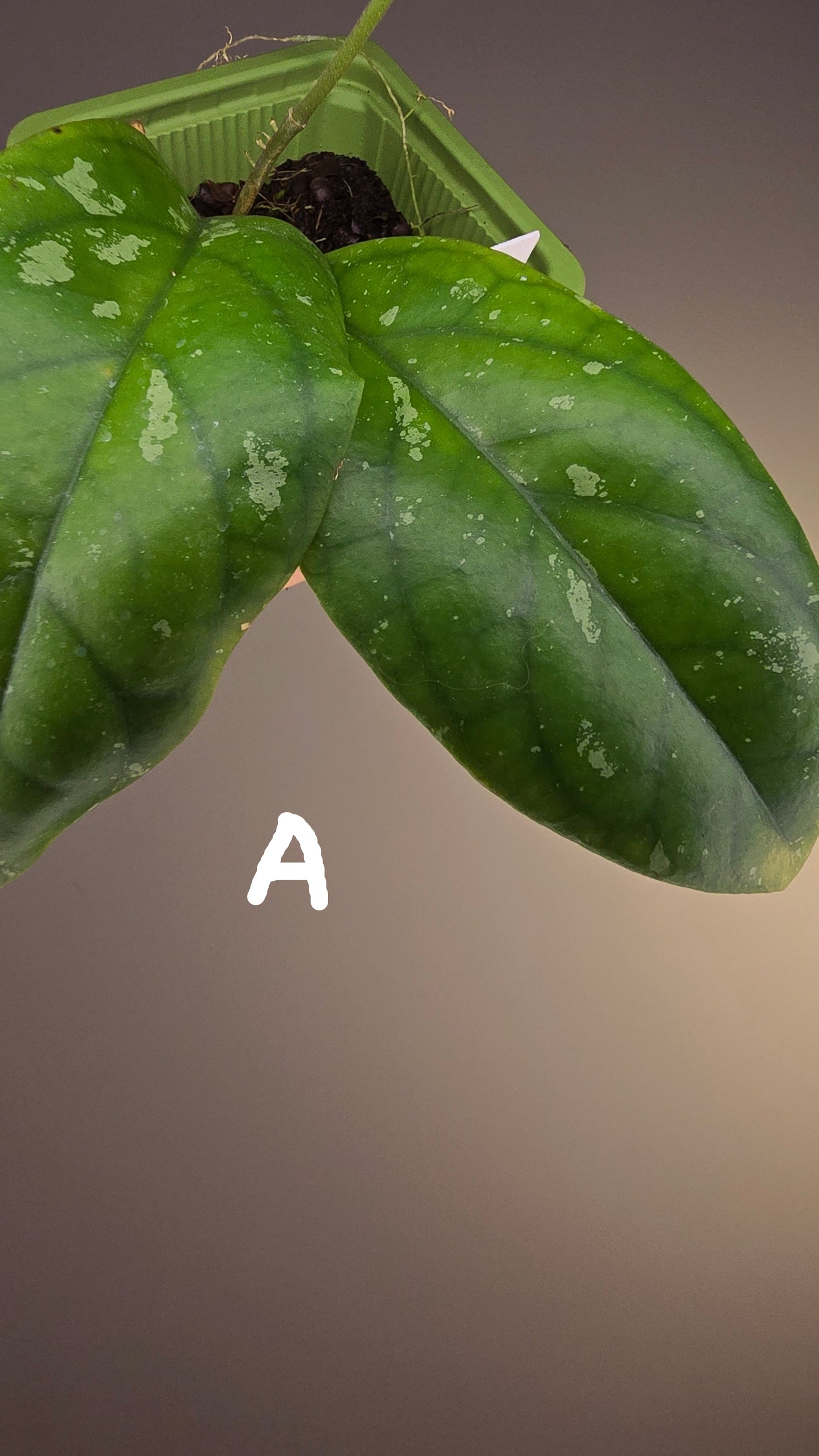 Hoya sp. Tabalong