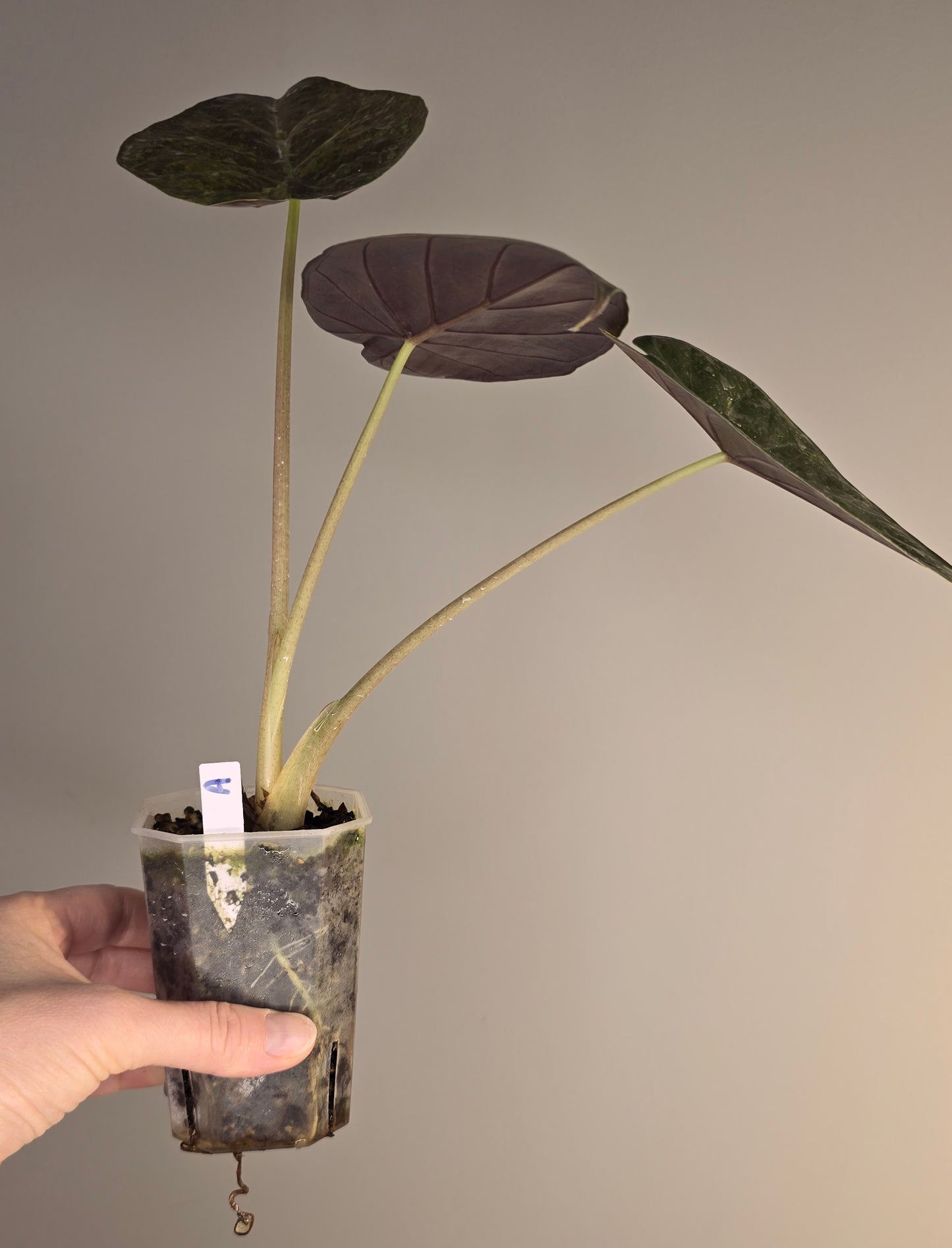 Alocasia wentii sunset