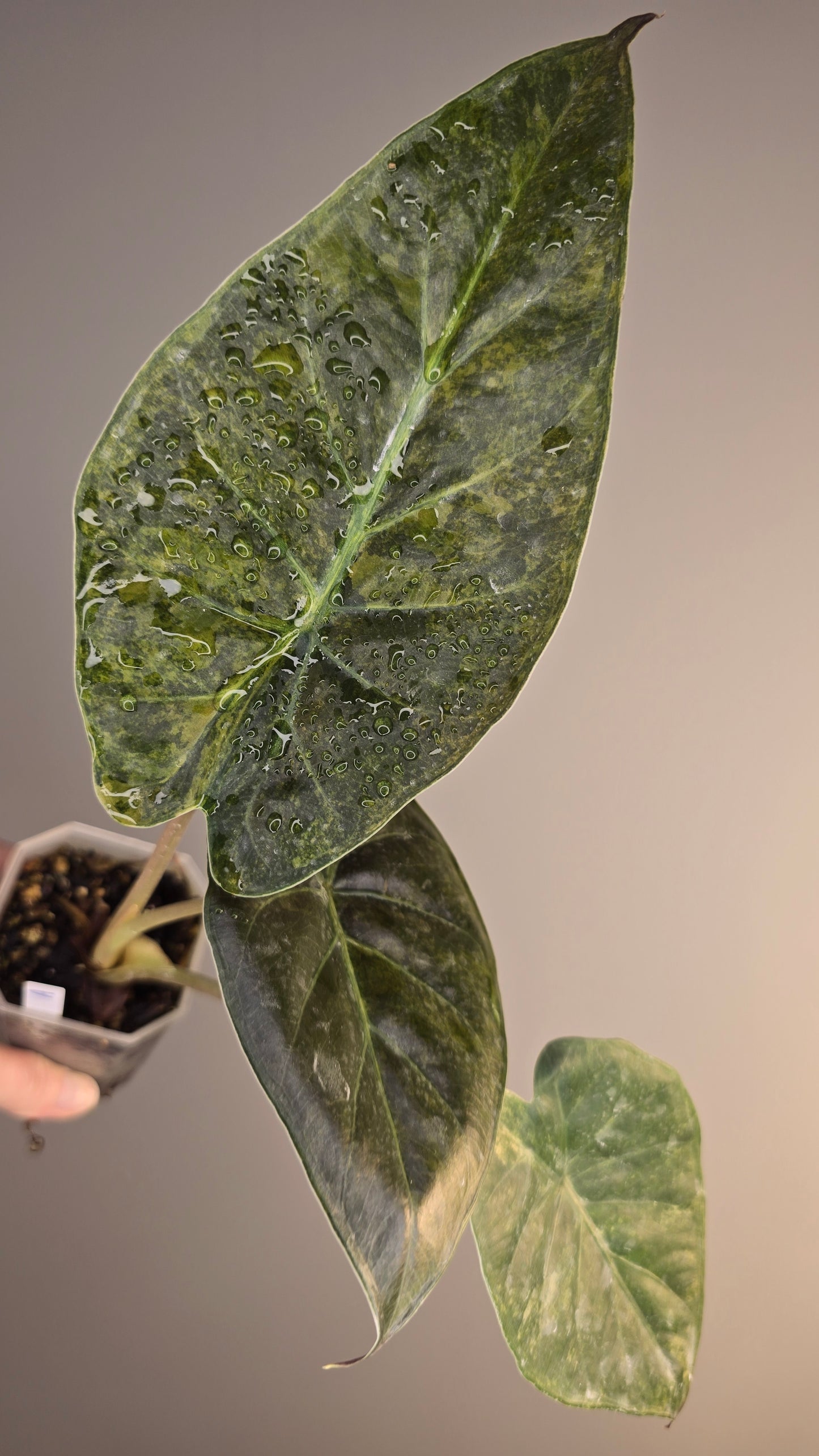 Alocasia wentii sunset