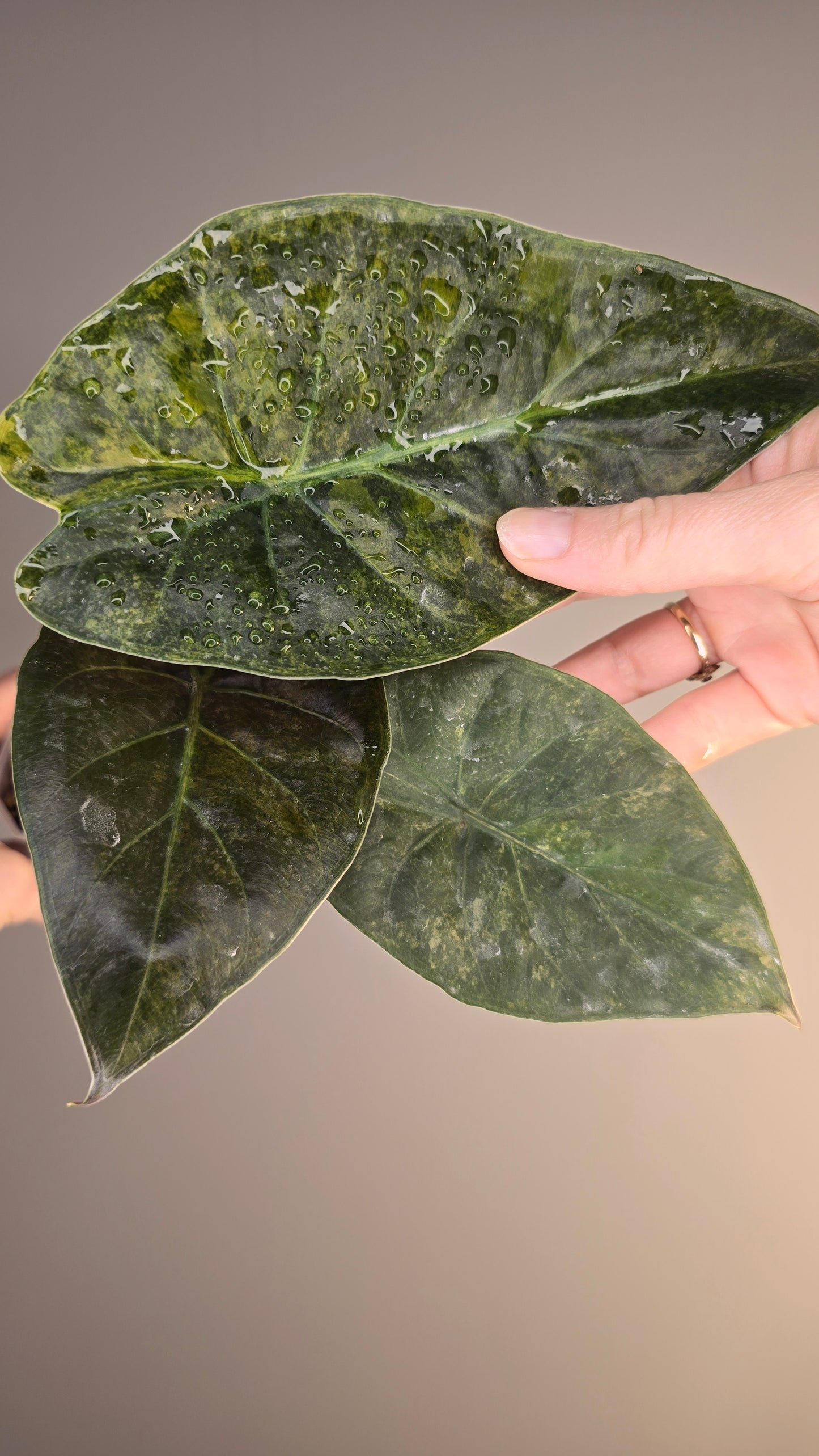 Alocasia wentii sunset