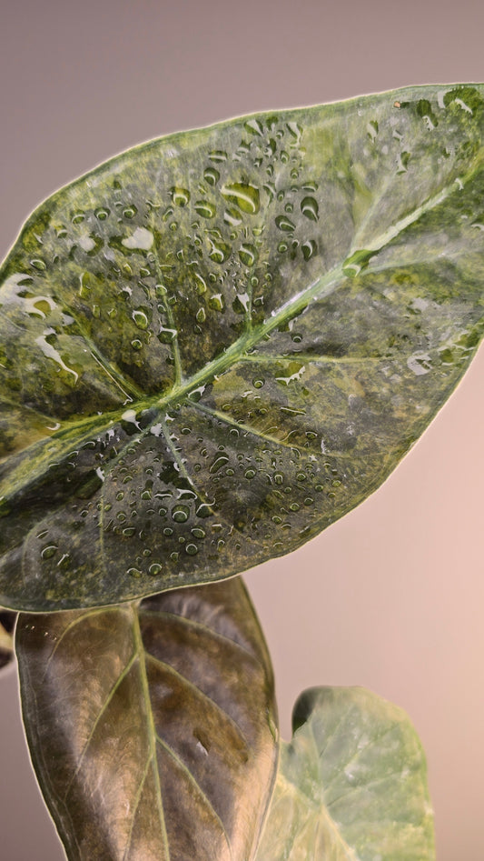 Alocasia wentii sunset