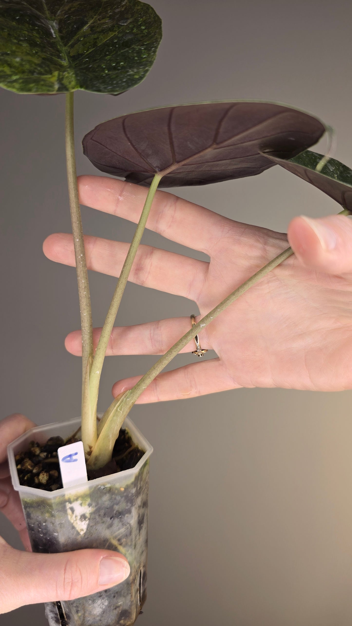 Alocasia wentii sunset