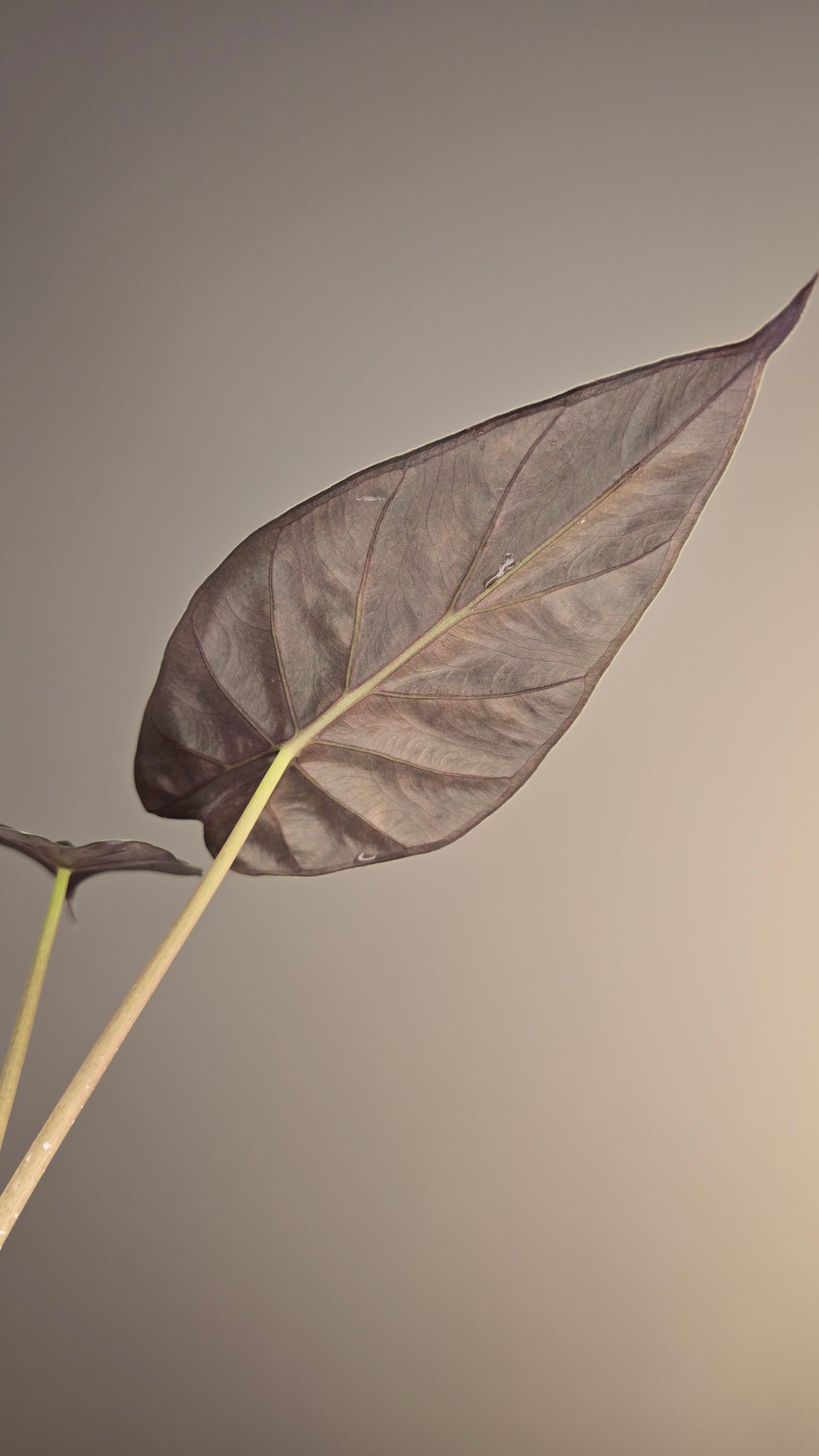 Alocasia wentii sunset