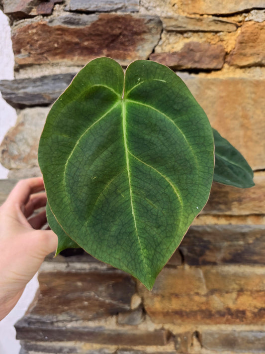 Anthurium dressleri x (papillilaminum X-one) (B)