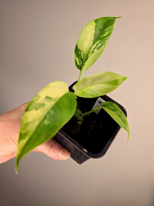 Rhaphidophora tetrasperma mint variegata