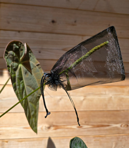 Pochette en organza de couleur noire pour protéger l'inflorescence de ta plante