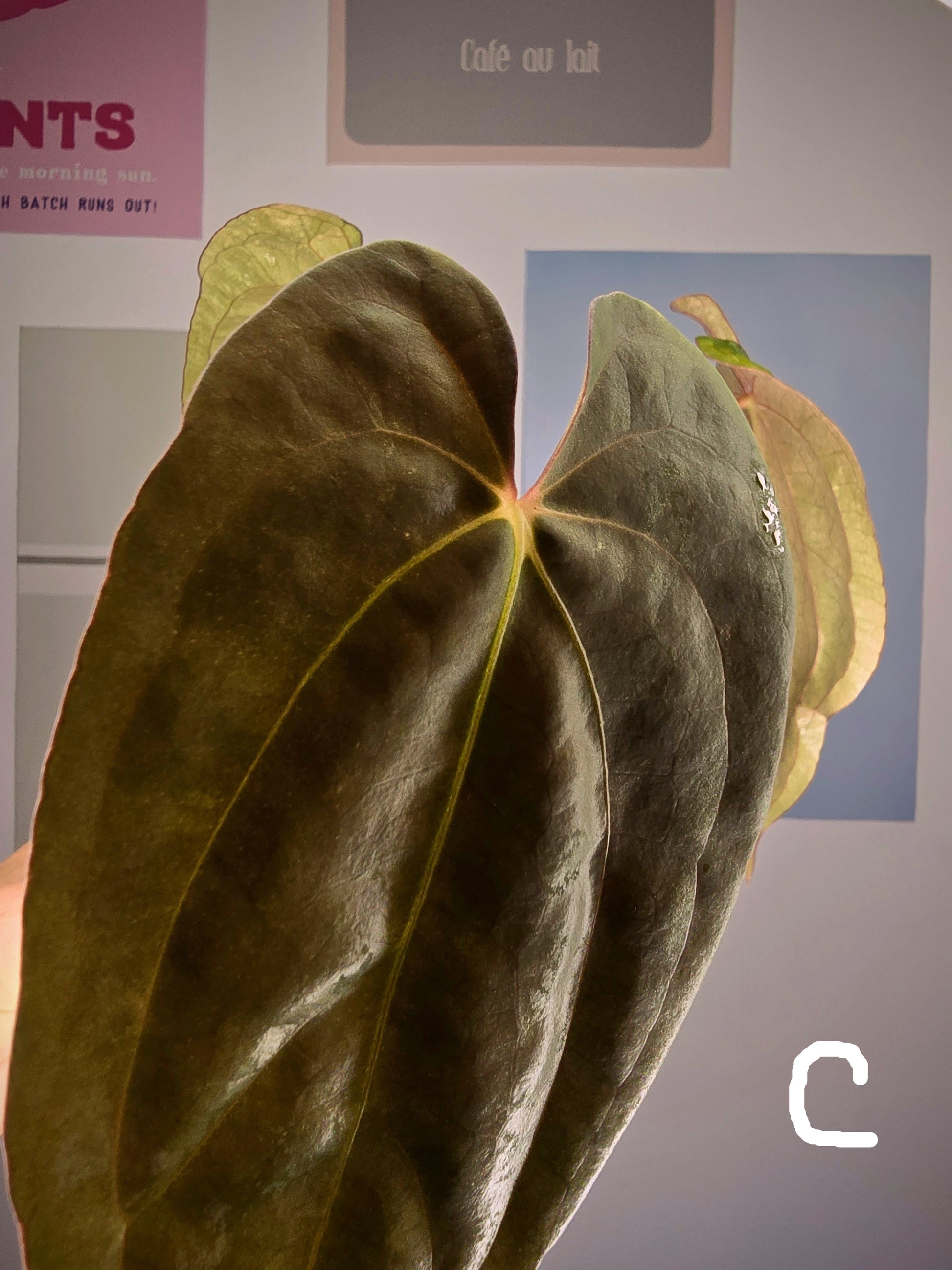 Anthurium Midnight Velvet
