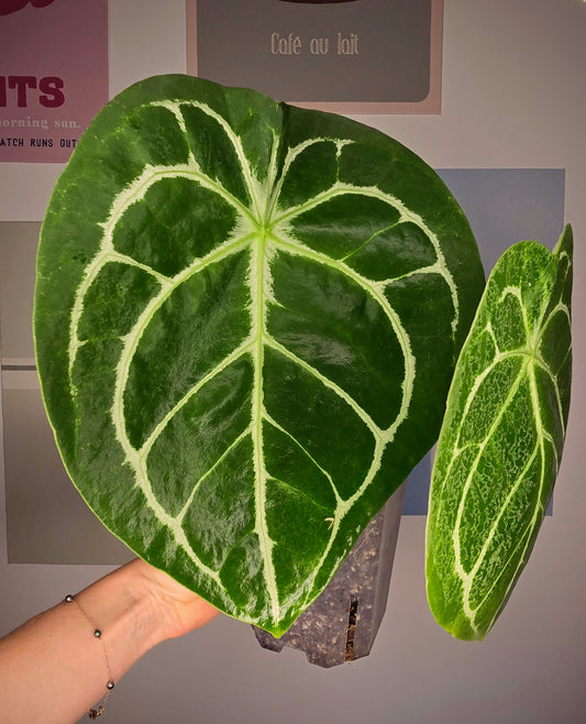Anthurium Forgetii hybride