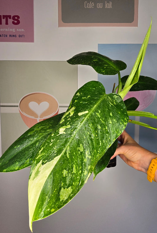 Philodendron José Buono