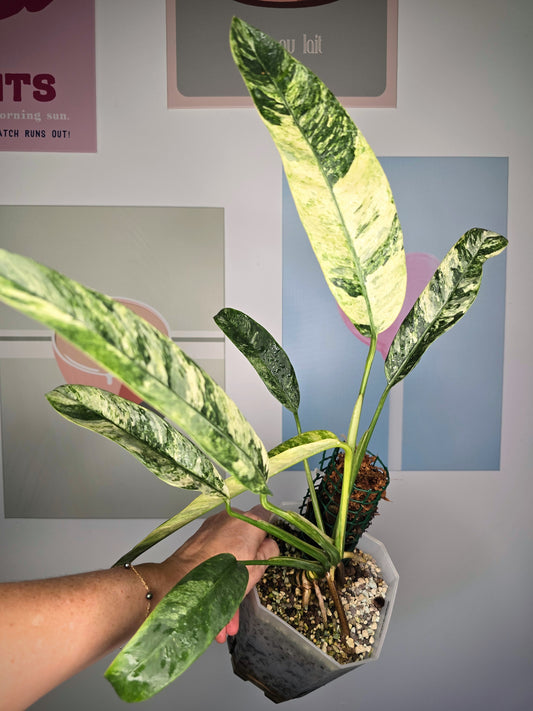 Epipremnum giganteum albo variegata