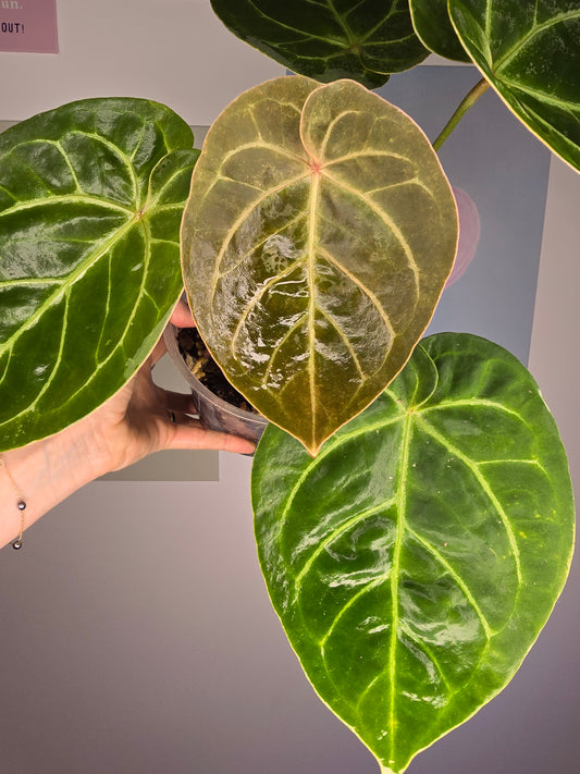 Anthurium NOID (HU mutation?)