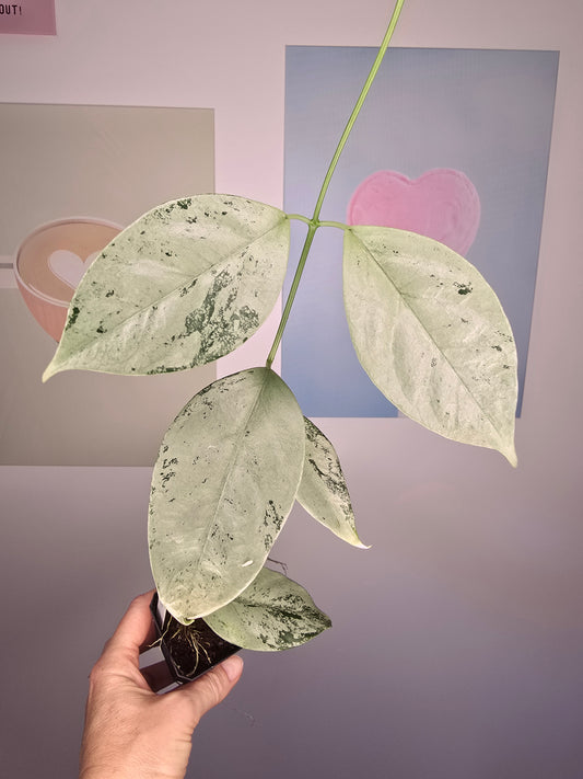 Hoya coriacea silver