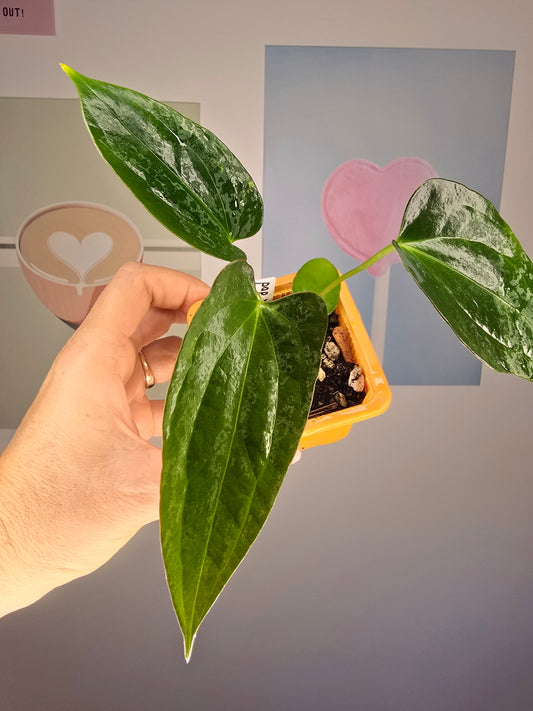 Anthurium Crocodile (papillilaminum hybride)