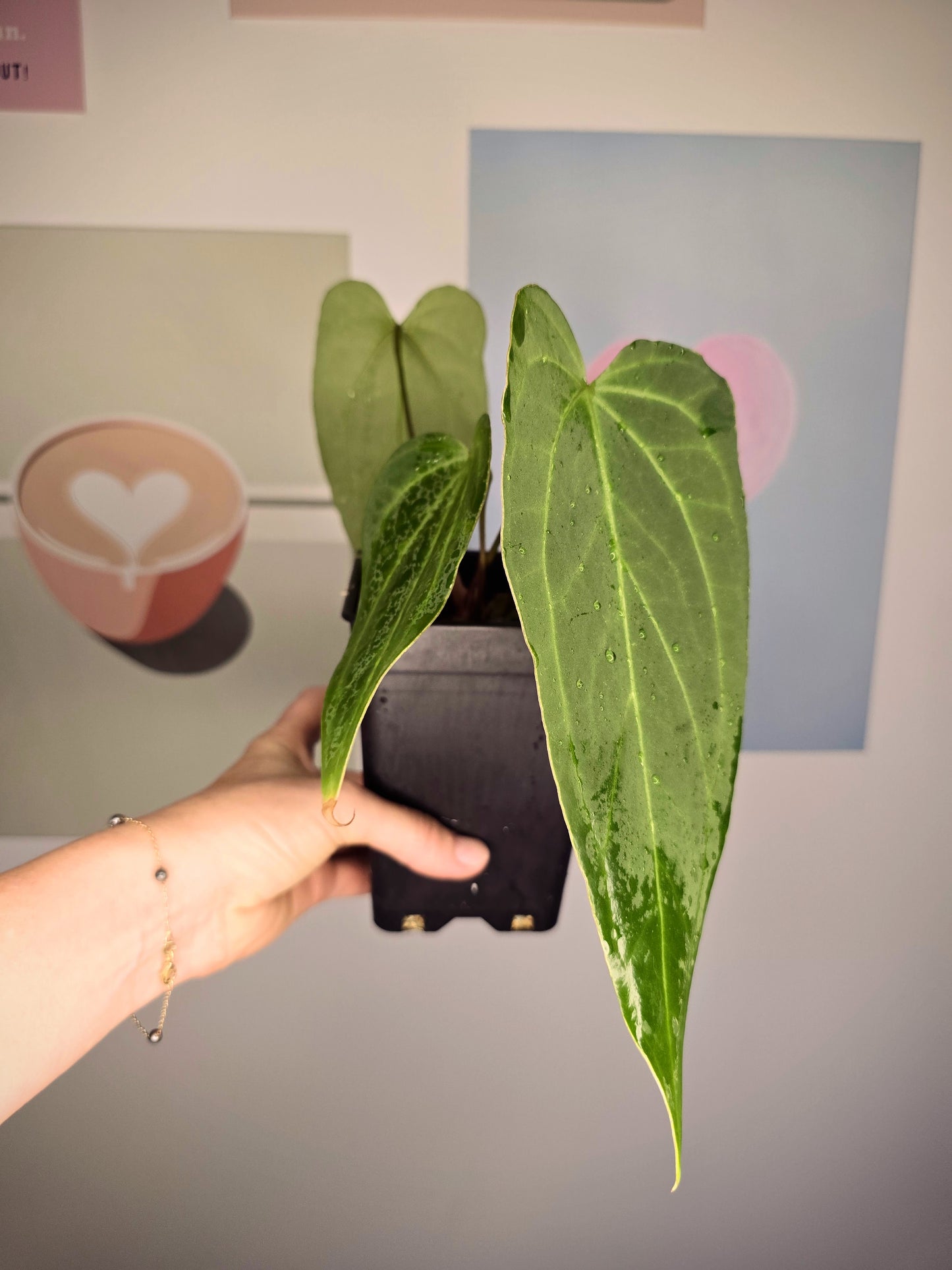 Anthurium (papillilaminum hybride)x dark mamma