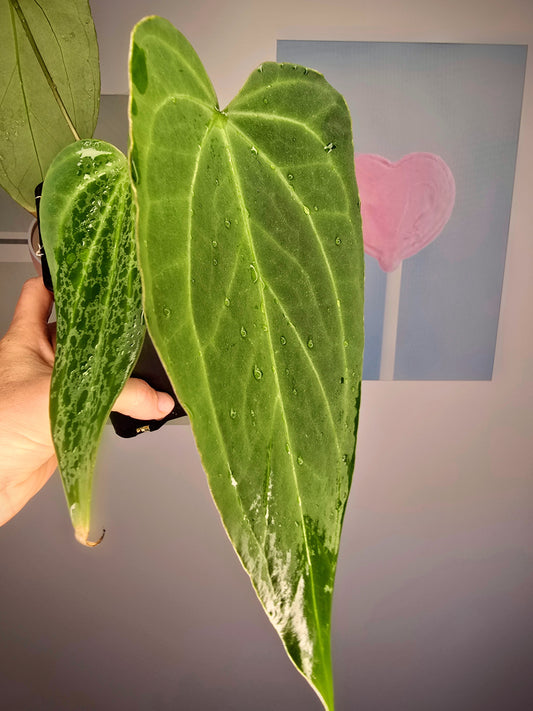 Anthurium (papillilaminum hybride)x dark mamma