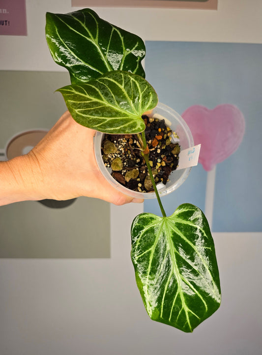 Anthurium (HU x Dorayaki) X self