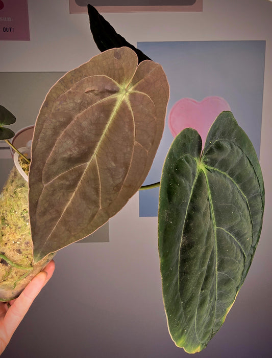 Anthurium Santorini DD (Goliath x Red spider)