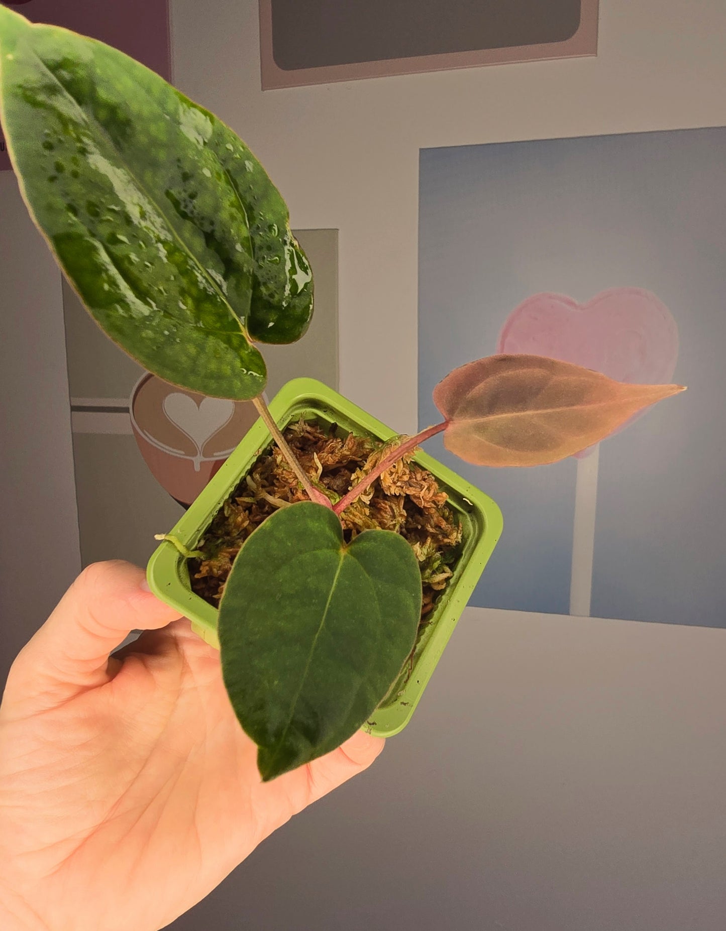Anthurium papillilaminum