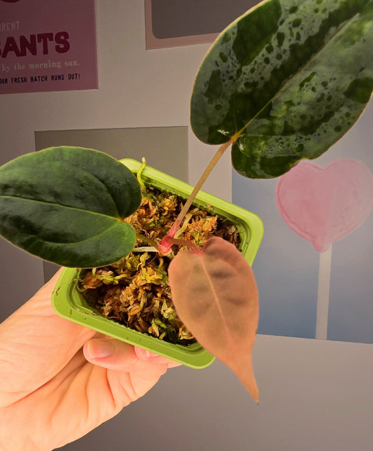 Anthurium papillilaminum
