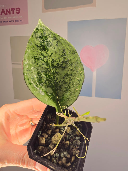 Hoya patcharawalai splash