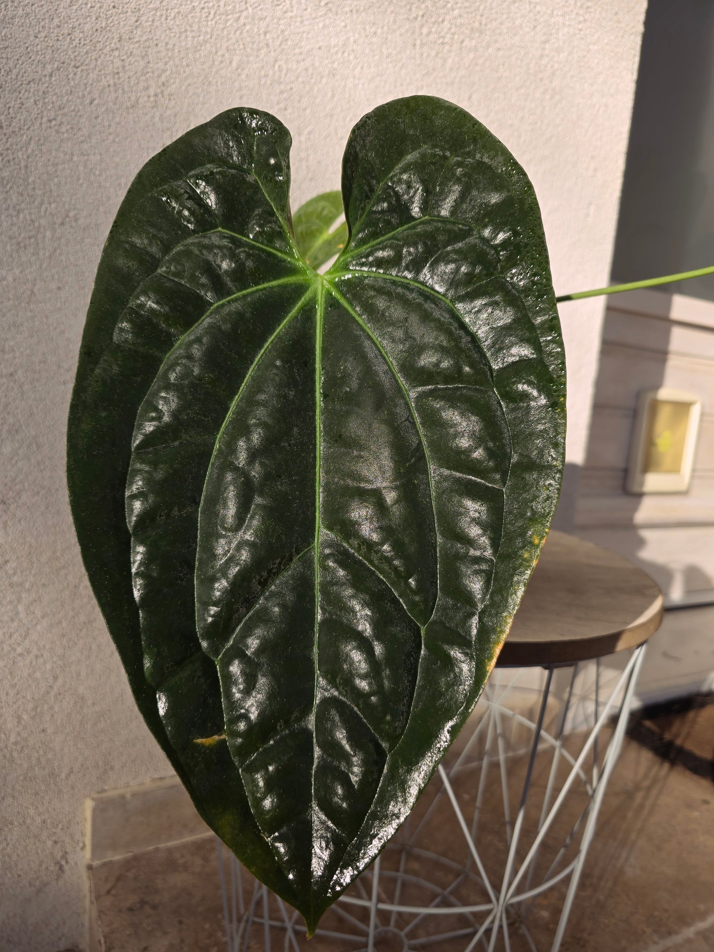 Anthurium papillilaminum  X papillilaminum X-one