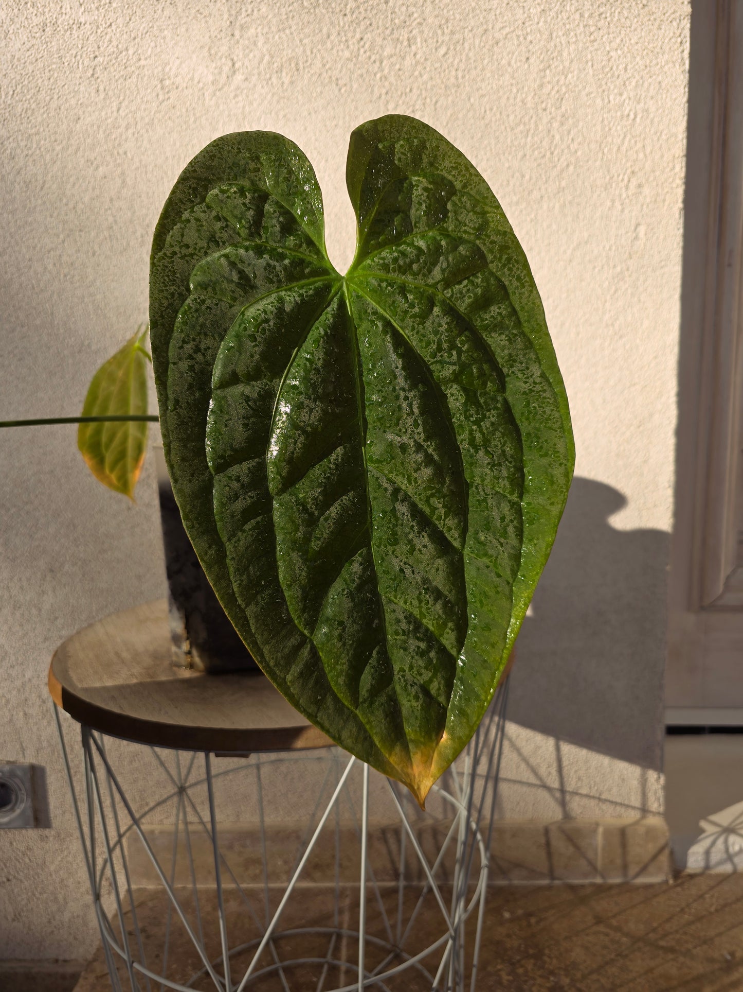 Anthurium papillilaminum  X papillilaminum X-one