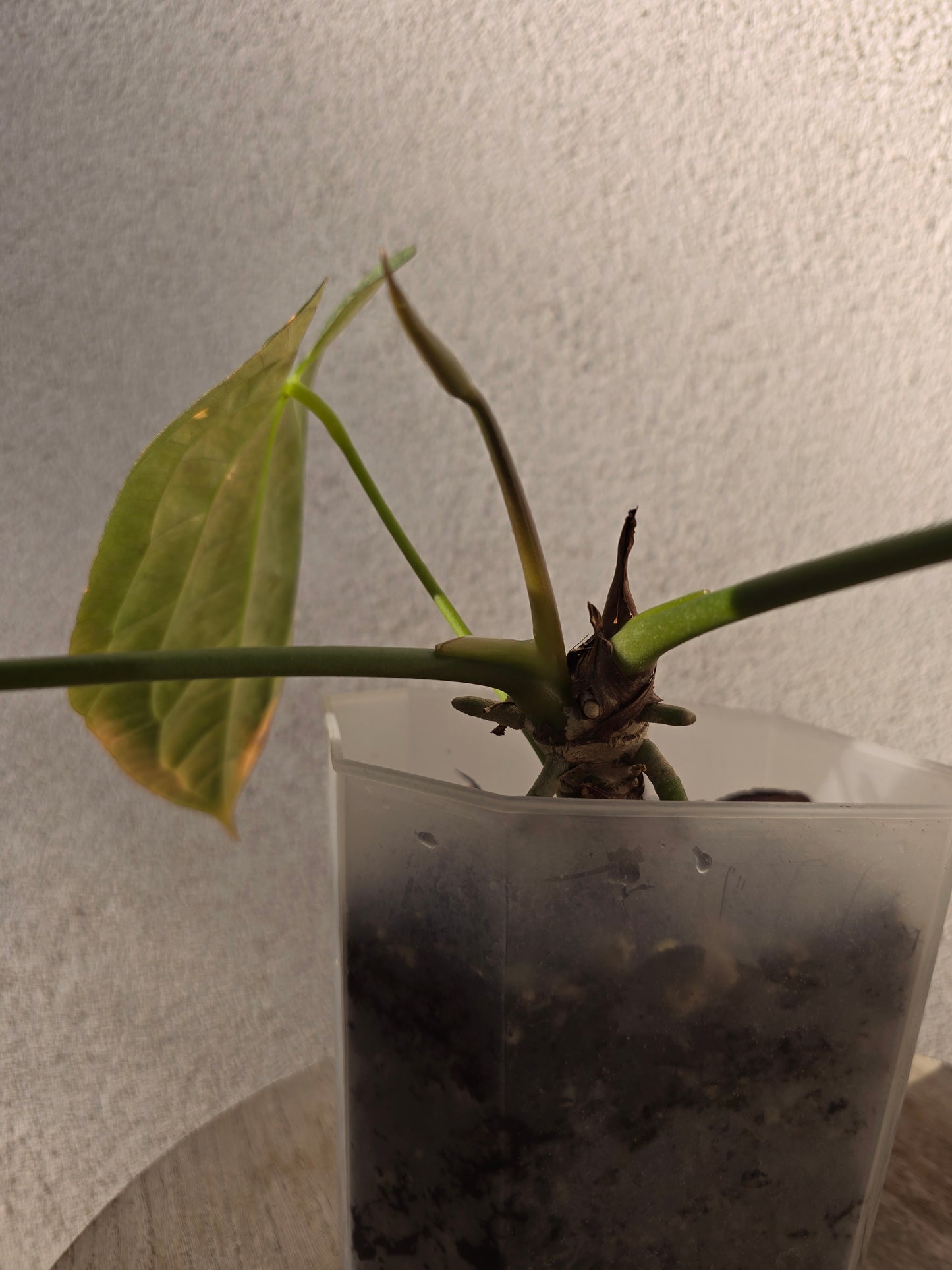 Anthurium papillilaminum  X papillilaminum X-one