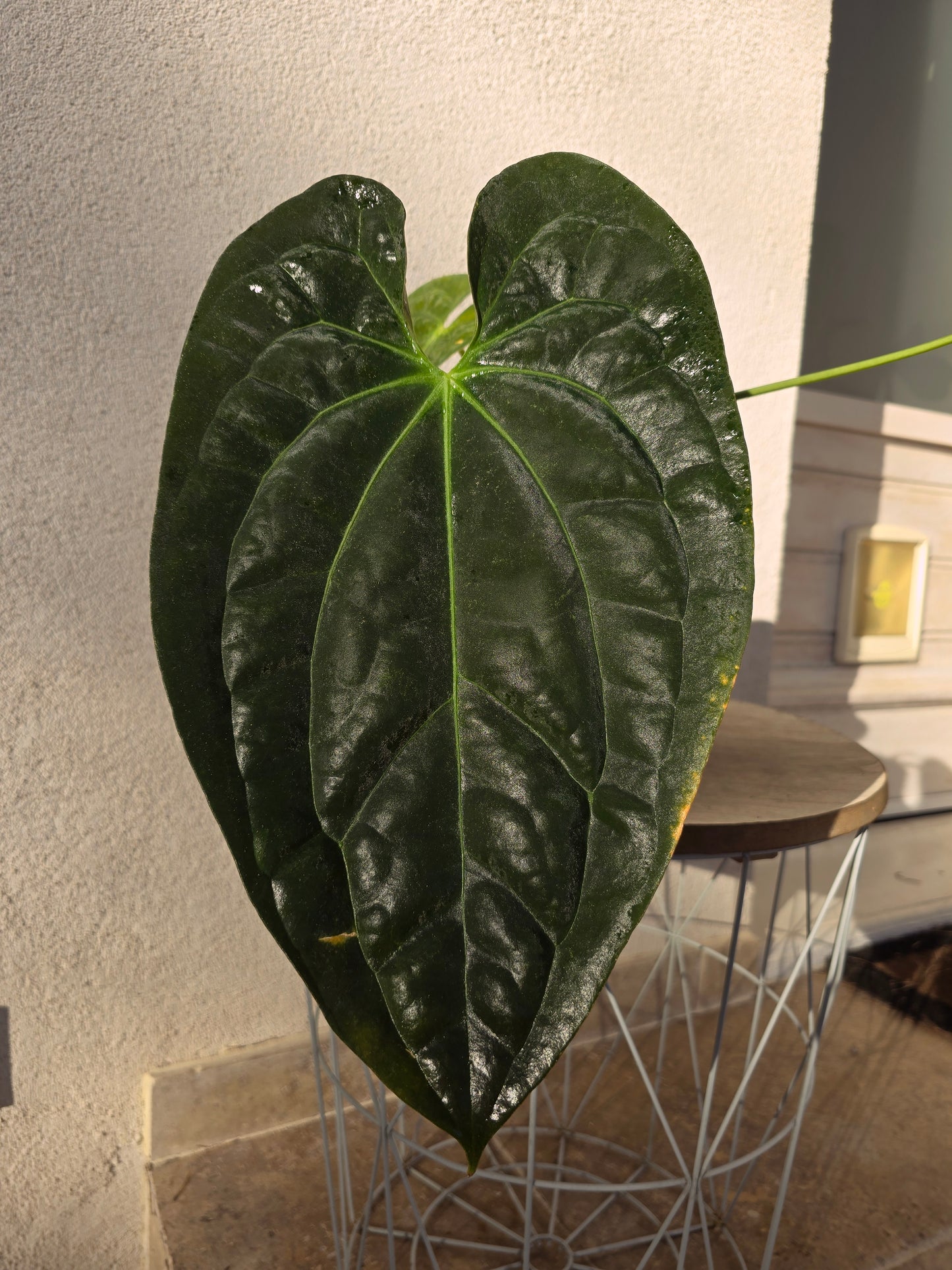 Anthurium papillilaminum  X papillilaminum X-one