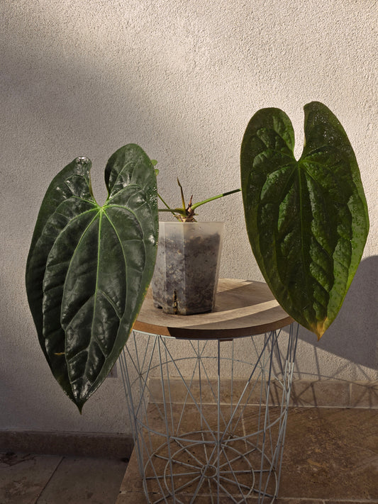 Anthurium papillilaminum  X papillilaminum X-one