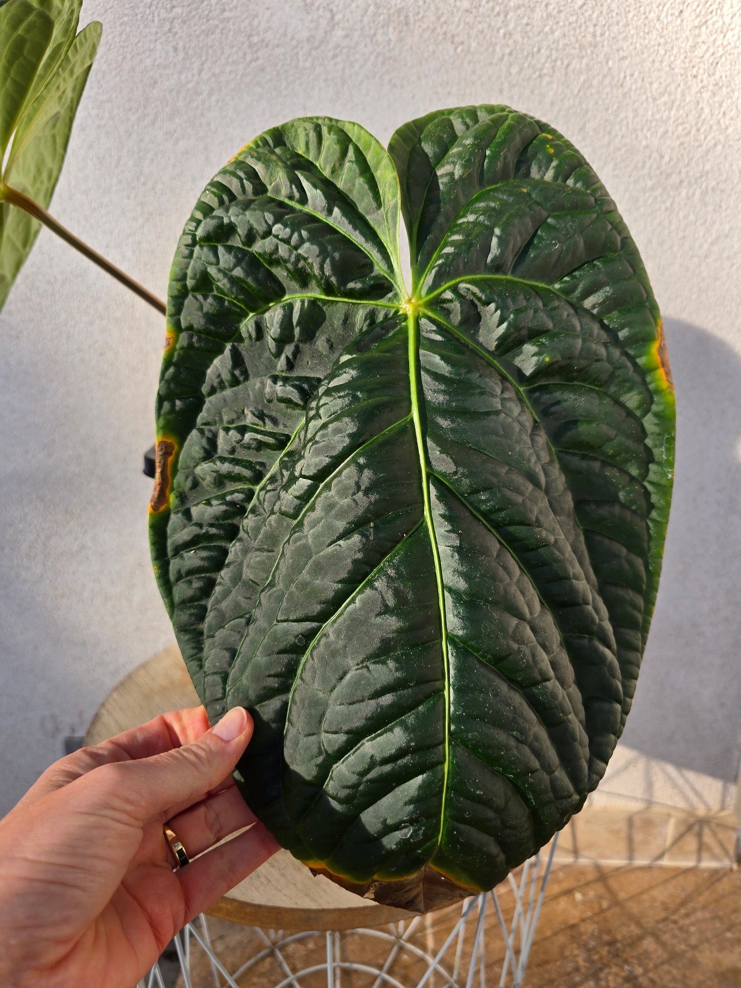 Anthurium regale x luxurians