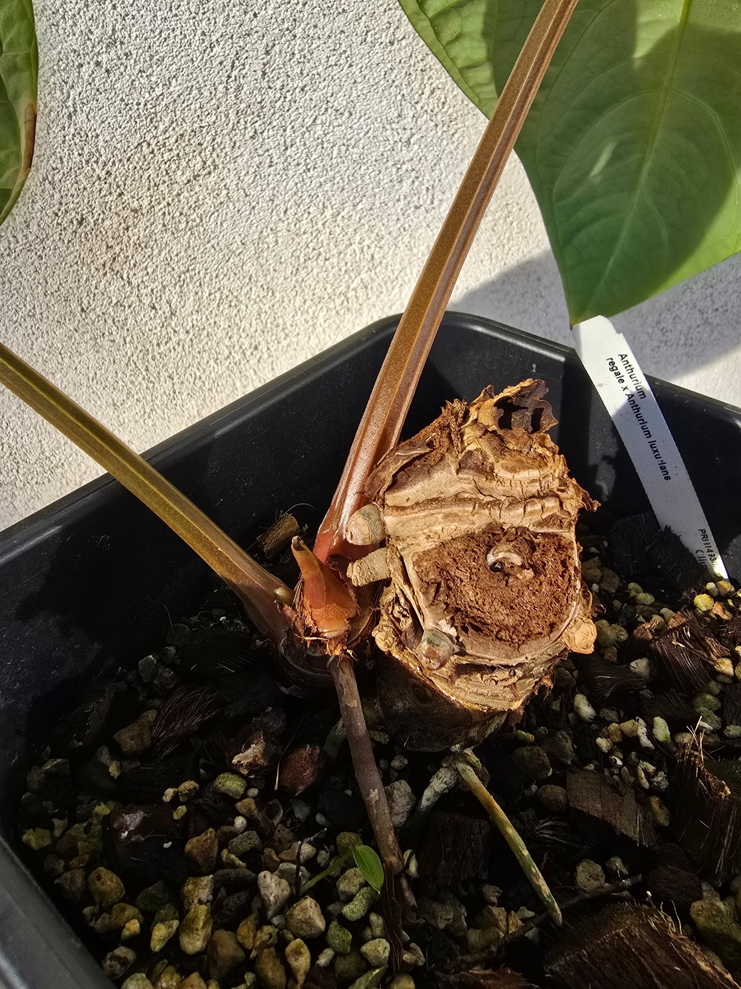 Anthurium regale x luxurians