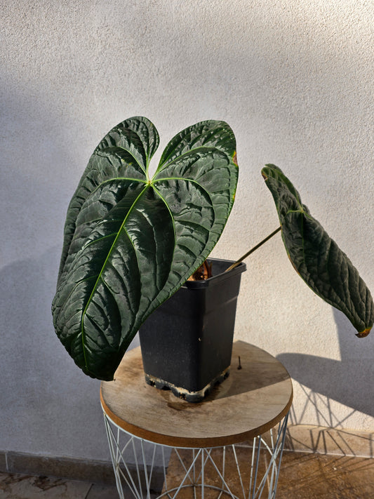 Anthurium regale x luxurians