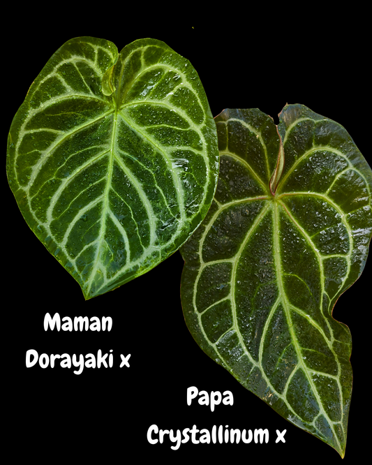 Anthurium dorayaki hybride X crystallinum hybride (graines)