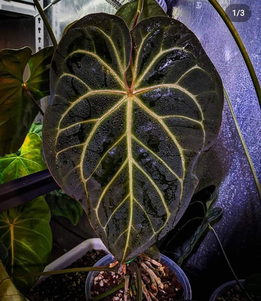 Anthurium NOID 'red vein stud'