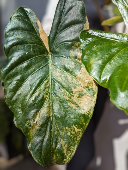 Alocasia Milie s Plants alocasia-milie-s-plants
