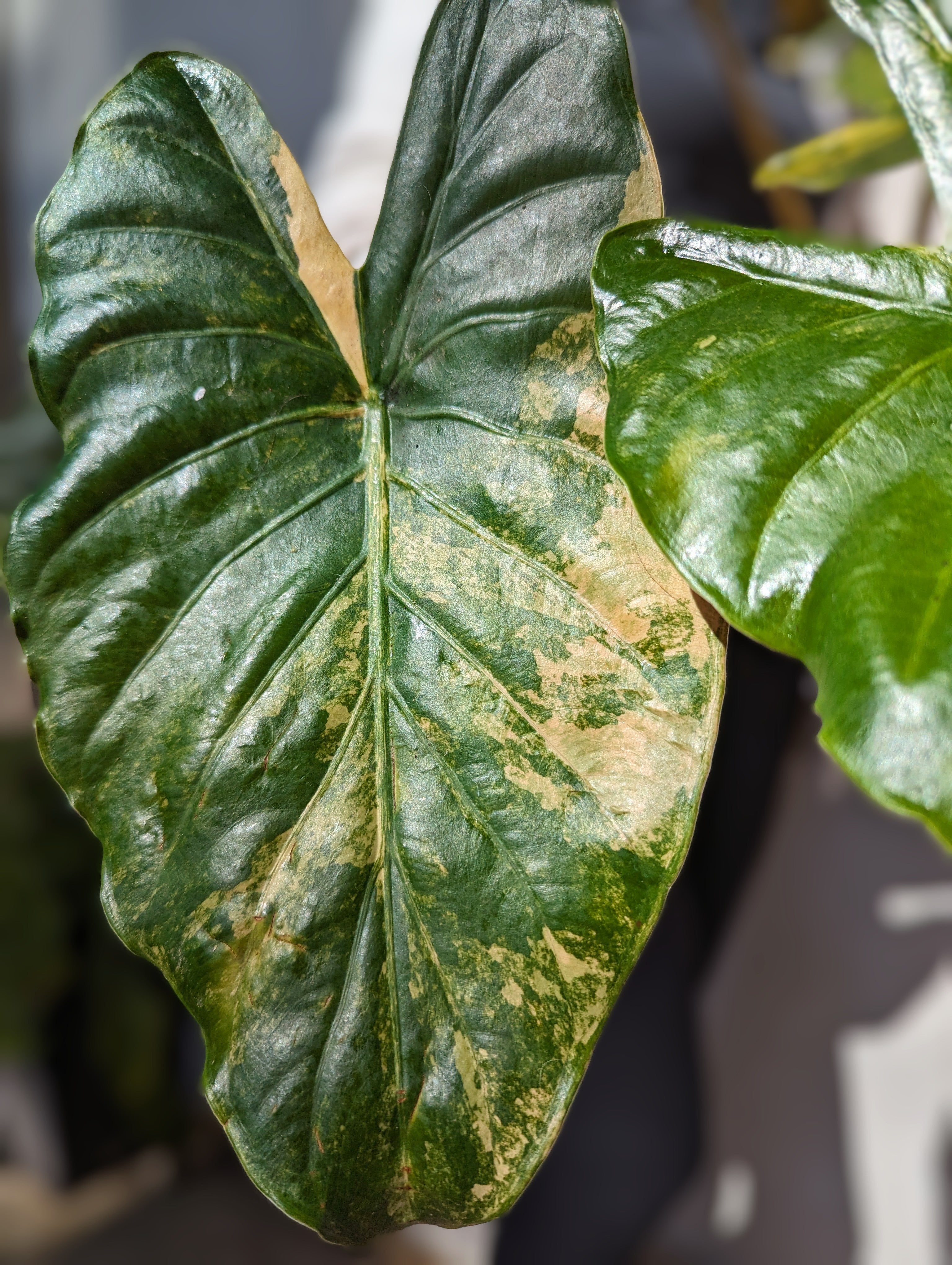 Alocasia Milie s Plants Alocasia Milie s Plants