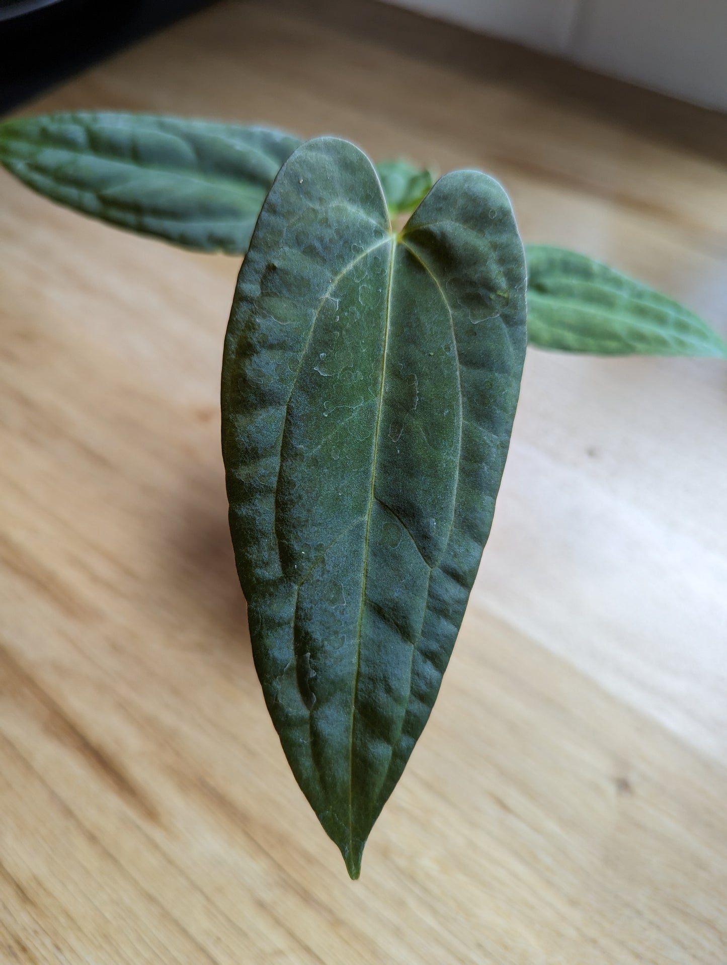 Anthurium Ace of spades 'green form' X papillilaminum 'Marie'