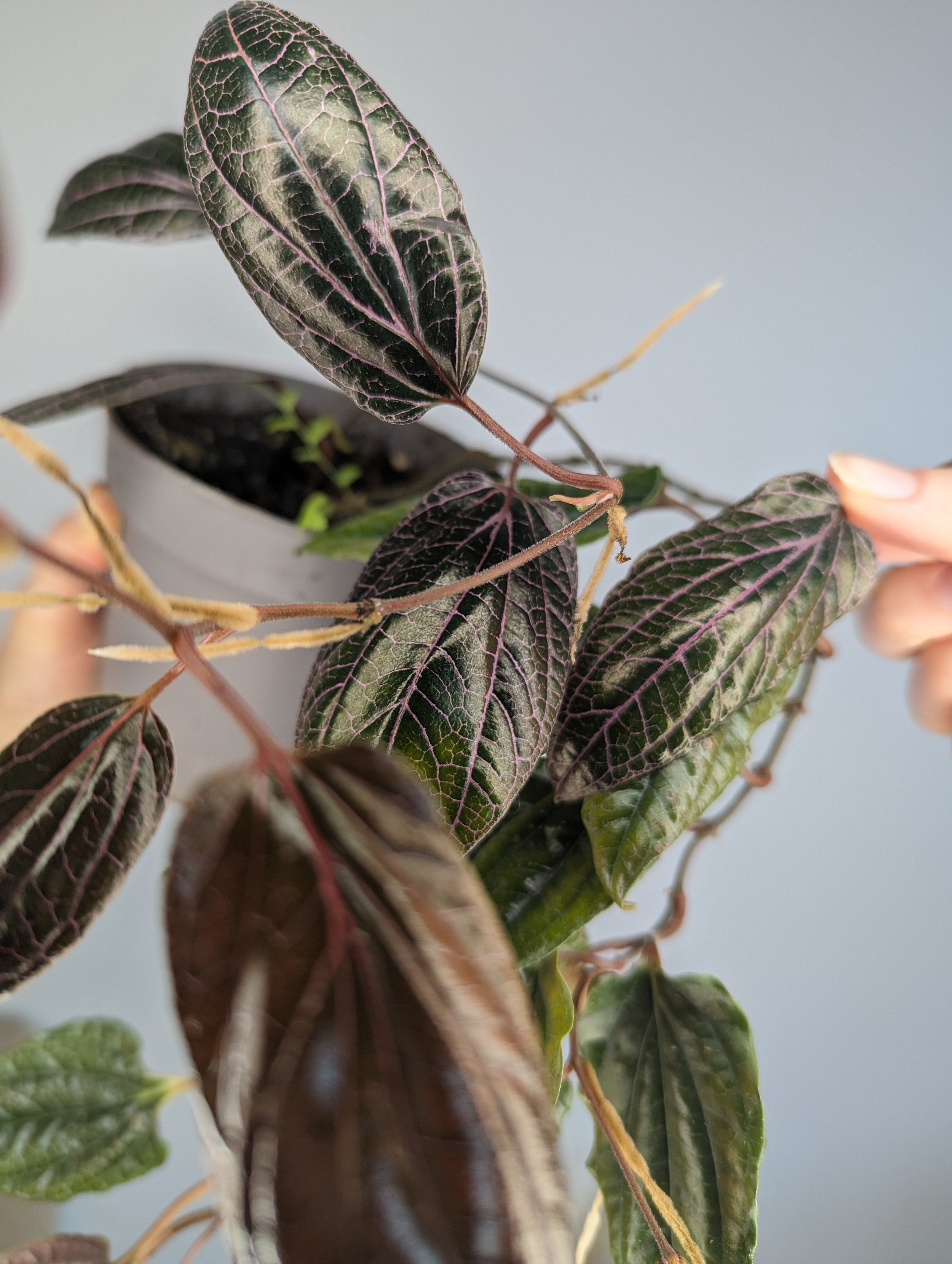 Piper sp. Sumatera 'pink veins' – Milie's Plants