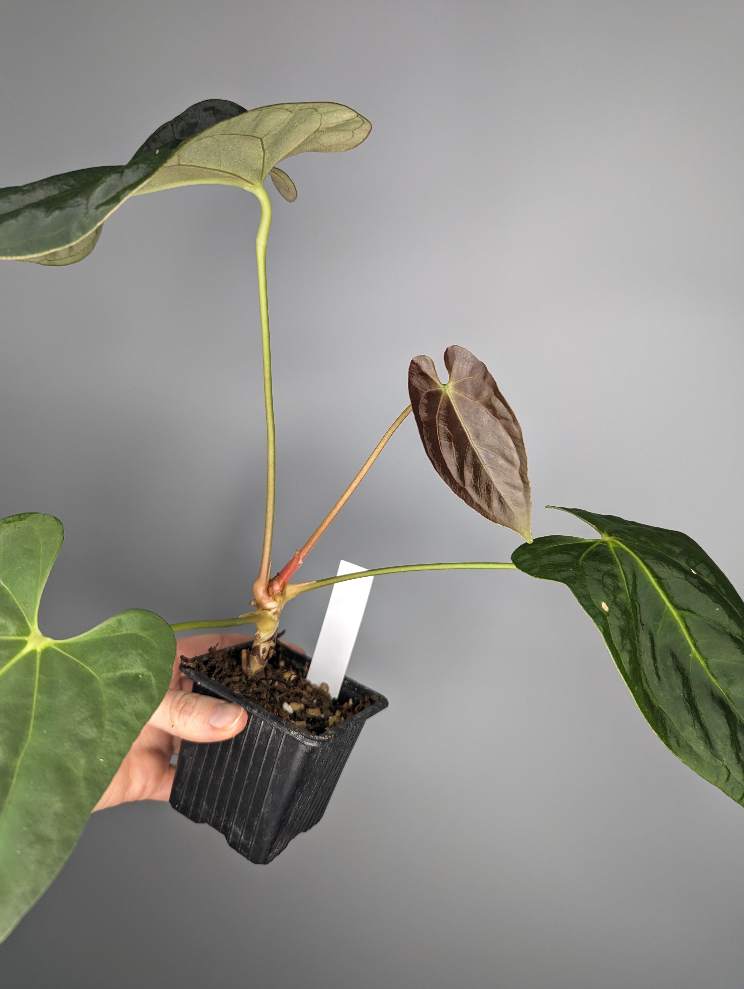 Milie's Plant – Milie's Plants