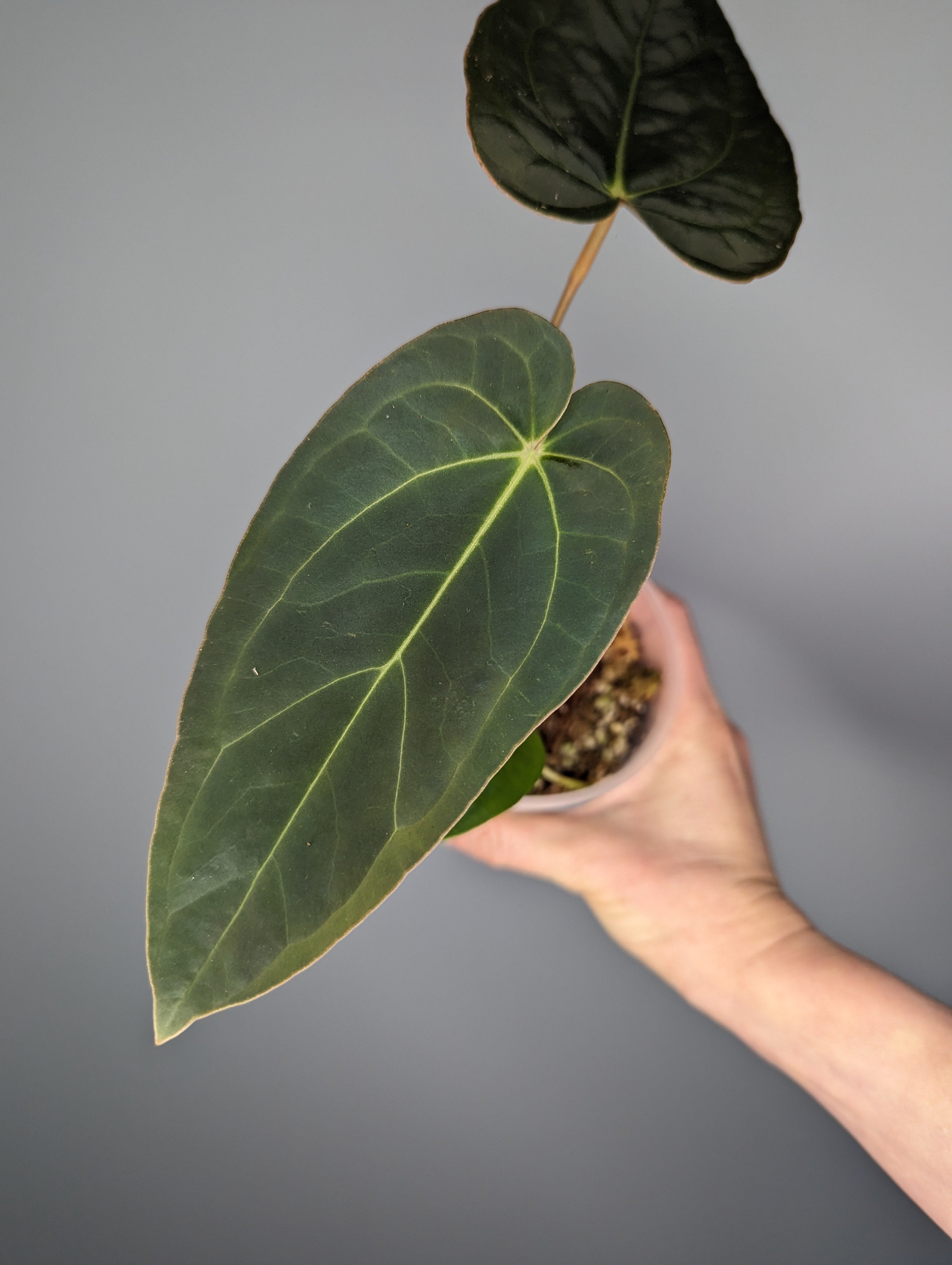 Milie's Plant – Milie's Plants