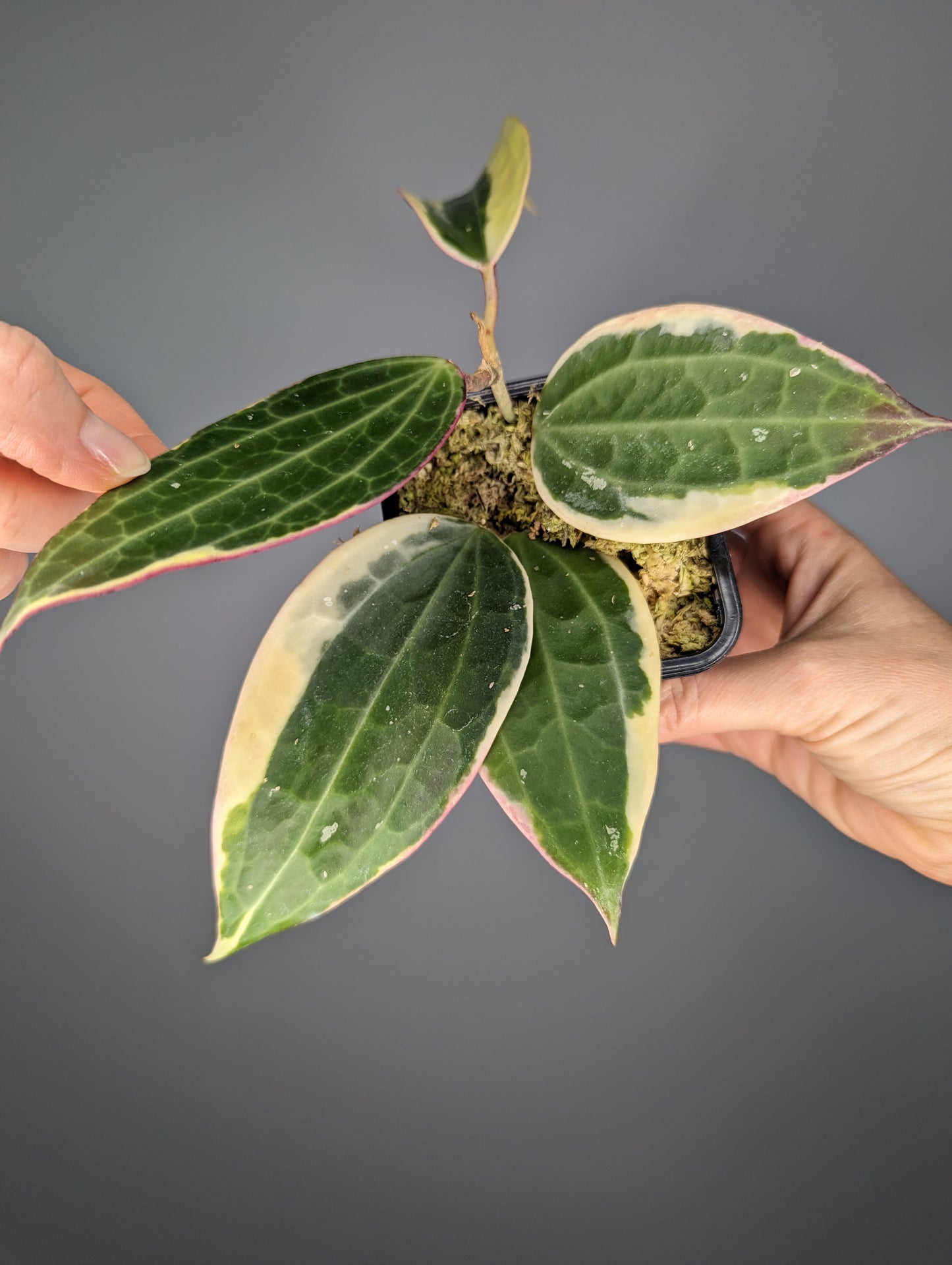 Hoya latifolia variegata (albo marginata)