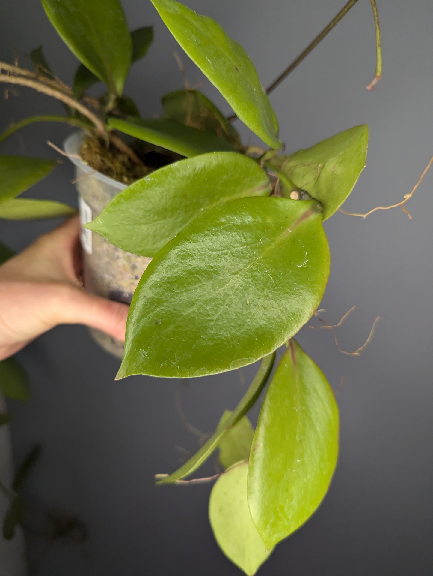 Hoya anulata red (cutting non raciné)